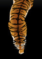 Образ тигра, запечатлённый во взгляде